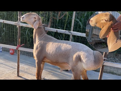 Видео: ЙЕЛЕКЙИЯ ЮНАЛИШИДА КУЧКОР СОЛИКЛАР СОТУВГА ЧИКАРИЛДИ