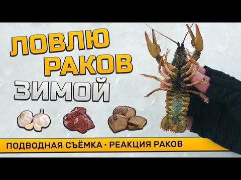 Видео: Ставлю раколовку под лёд! Реакция раков на чеснок и печень