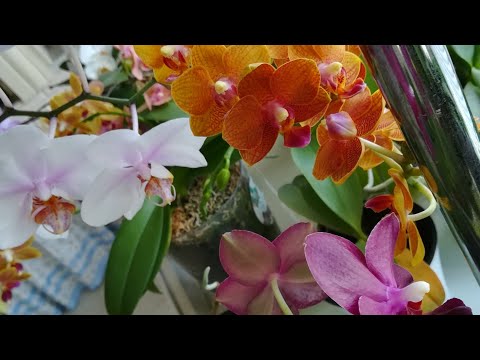 Видео: ЦВЕТЕНИЕ ОРХИДЕЙ У МОЕЙ ПРИЯТЕЛЬНИЦЫ ЛЮДМИЛЫ ❣️❣️❣️💥👍#phalaenopsis #orhids #ORJIDEA #FLOR ❤️🧡💛🌱🦋✌️