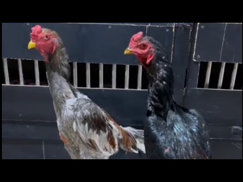 Видео: АССАЛОМУ АЛЛЕКУМ ХАММАГА ПАРВОЗЛАР УЧУН ЯНГИЛИК ЙОХСА ЛАЙК БОСИБ КЕТИЛАР 