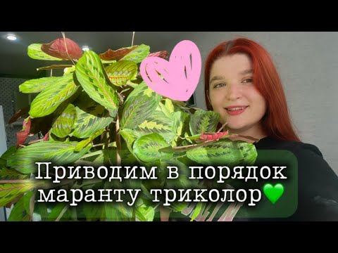 Видео: Приводим в порядок маранту триколор | Обрезаем и сажаем💚