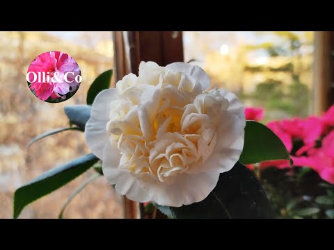 Видео: КОМНАТНЫЕ ЦВЕТЫ, РАСТЕНИЯ. КТО ЦВЕТЁТ на ПОДОКОННИКЕ в НОЯБРЕ. ВЕСНА ПРОДОЛЖАЕТСЯ))