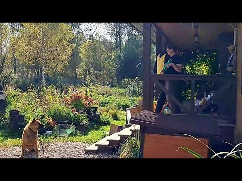 Видео: Деревенский вечер, взбалмошные зверюшки и приятные встречи