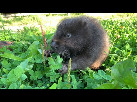 Видео: День рожденья Бобромамы. Пасём и купаем бобра и целуем енота.