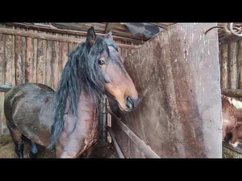 Видео: Жеребята приехали в табун.