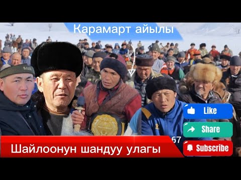 Видео: Шайлоонун шандуу улагы