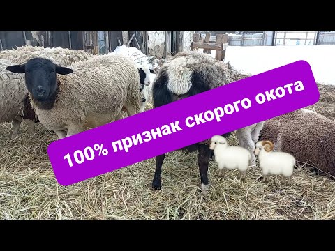Видео: 100% признаки скорого окота овец🐑🐑