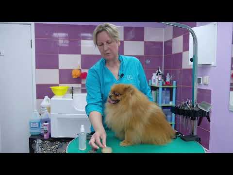 Видео: ШПИЦ. Уход, содержание, груминг. Руководство пользователя.