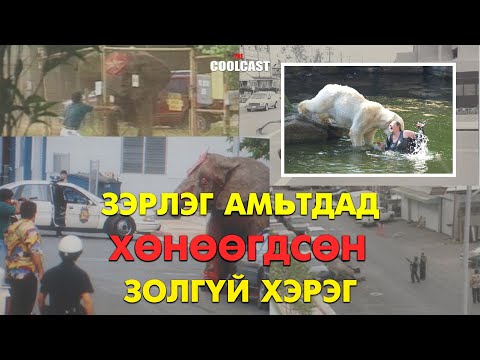 Видео: Зэрлэг амьтдад амиа алдсан золгүй хэргүүд