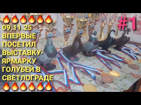 Видео: 🔥🔥🔥 09.11.25. Впервые посетил выставку-ярмарку голубей в г.Светлоград. Pigeon Fair. Bird Market.