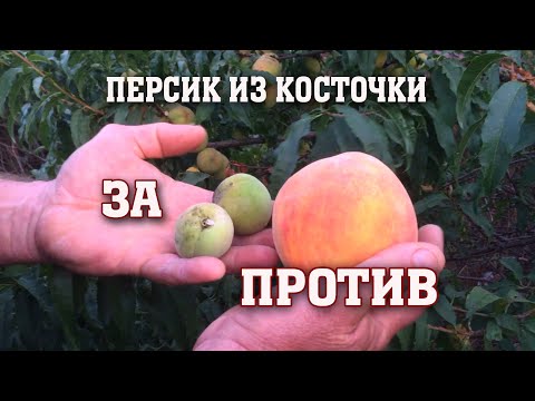 Видео: Персик из косточки/ ЗА или ПРОТИВ