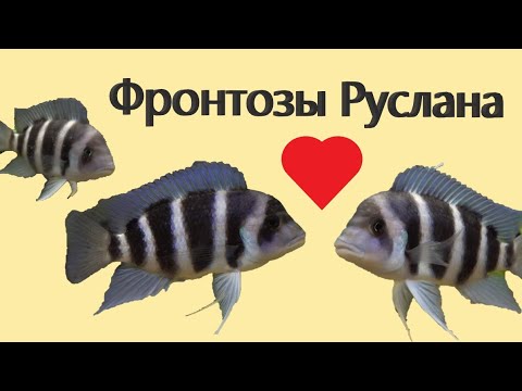 Видео: Фронтозы Руслана. Туапсе
