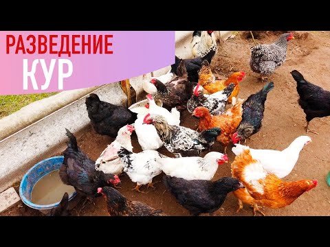 Видео: Чем хорошо содержание кур на ферме? Часть 1