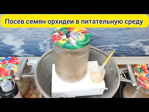 Видео: №4 Посев семян орхидеи в питательную среду Размножение орхидей семенами