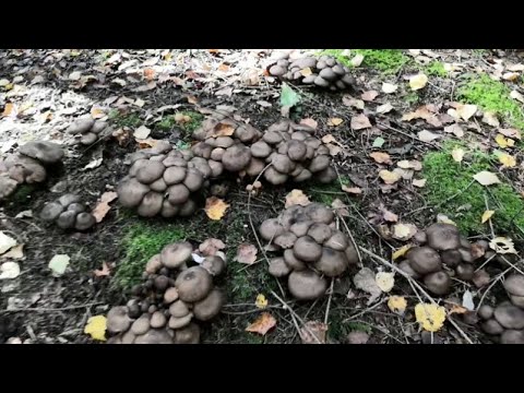 Видео: Рядовка скученная. Подберезовики полевые