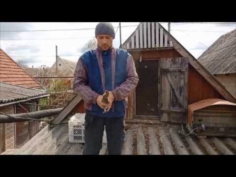 Видео: Курские и Николаевские голуби. Гон голубей. Самоподрыв николаевского голубя и гон под звук авиации.