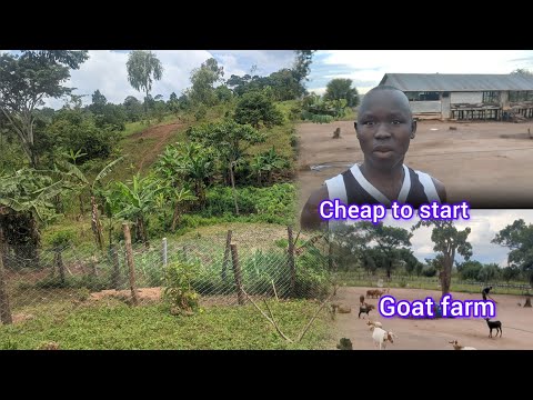 Видео: СОВЕТЫ ПО РАЗВЕДЕНИЮ КОЗ ДЛЯ НАЧИНАЮЩИХ ФЕРМЕРОВ