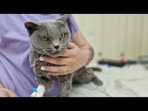Видео: 🔴И у кошек болят зубы! Как помочь бездомной кошке если от боли она не может есть? 😢 Saving the cat 🙏