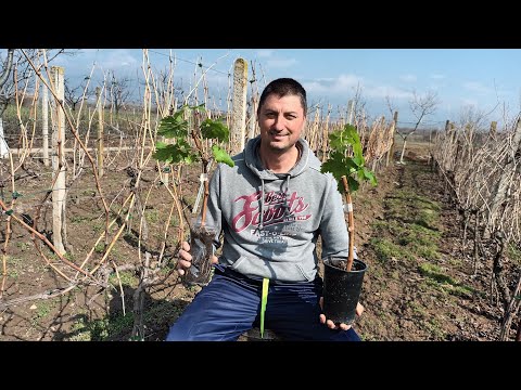 Видео: Уникальный способ укоренить черенок (Посадка винограда черенком осенью)