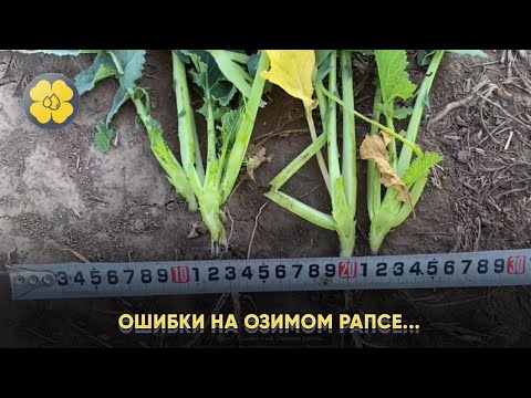 Видео: Ошибки на Озимом рапсе...