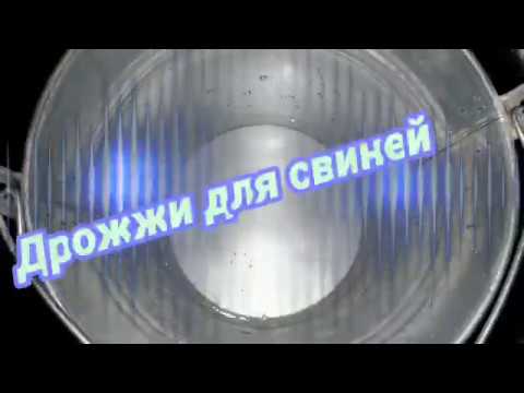 Видео: Свиньи как бизнес идея/ Дрожжи в рационе