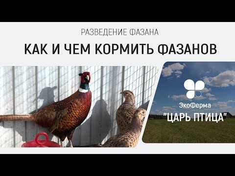 Видео: Разведение фазанов. Как и чем кормить фазанов.