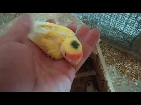 Видео: Вылет птенцов корел, волнистиков. Птенцы неразлучников - цвета крем.