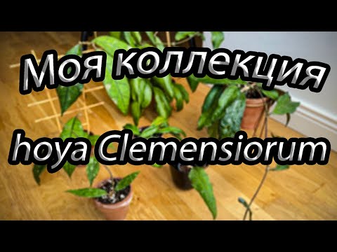 Видео: Моя коллекция hoya Clemensiorum