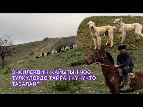 Видео: Чабан жашоо