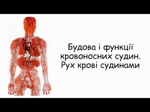 Видео: Будова та функції кровоносних судин. Кровообіг