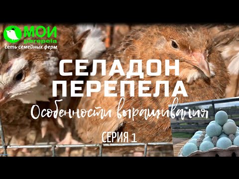 Видео: Селадон перепела. Особенности выращивания. Серия 1. МОИ перепела