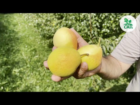 Видео: ГРУША ЛАДА. ВЫСОКОУРОЖАЙНЫЙ ЛЕТНИЙ СОРТ С ОТЛИЧНОЙ ЗИМОСТОЙКОСТЬЮ!