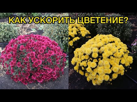 Видео: Хризантема Мультифлора. Главные проблемы и ошибки при выращивании.