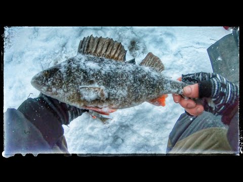 Видео: Рыбалка на Ладожском озере. Ловим окуня на блесну.Зима 2022