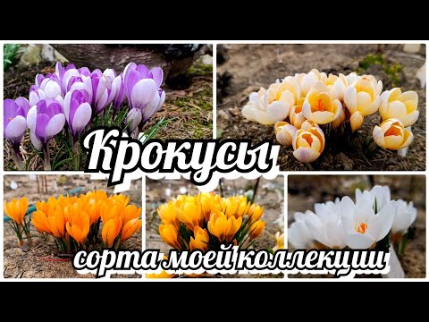 Видео: КРОКУСЫ - очень яркие первоцветы. Сорта из моей коллекции. Часть 1