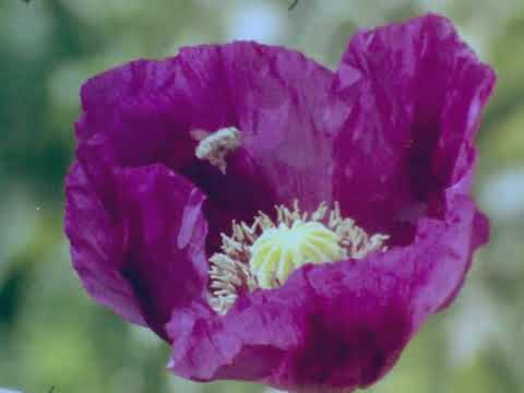 Видео: Од зрно до индустриски производ - Афион