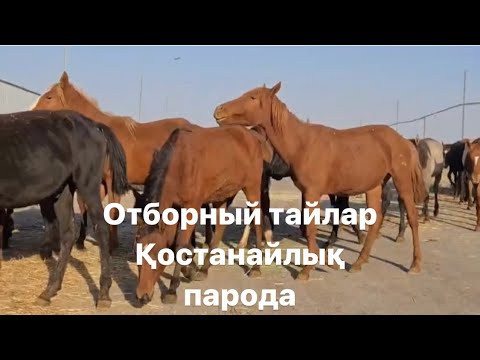 Видео: 09.10.25 Қостанайлық парода