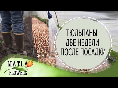 Видео: Тюльпаны выгонка, две недели после посадки