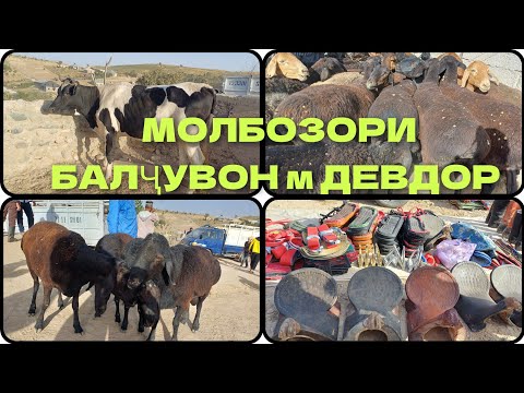 Видео: МОЛБОЗОРИ БАЛҶУВОН м ДЕВДОР 5.09.2024