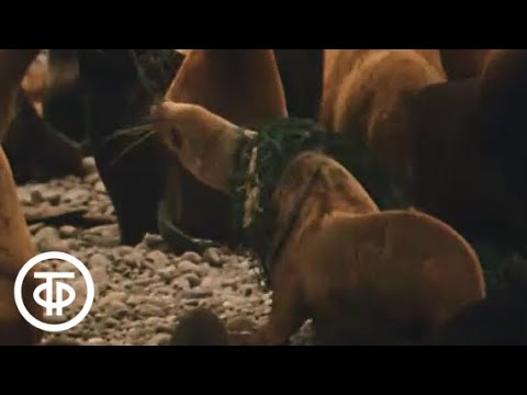 Видео: В объективе - животные. Сивуч (1984)