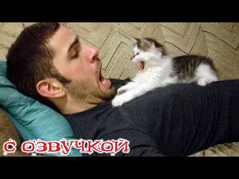 Видео: ПРИКОЛЫ С КОТАМИ! С ОЗВУЧКОЙ! Смешные коты и собаками! Самые смешные животные!