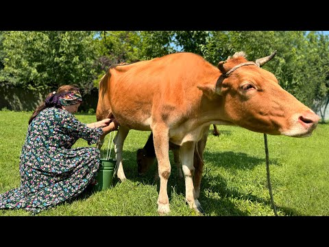 Видео: Бабушка Подоила Корову и Приготовила Йогурт из Свежего Молока: Приготовление Йогурта Дома!
