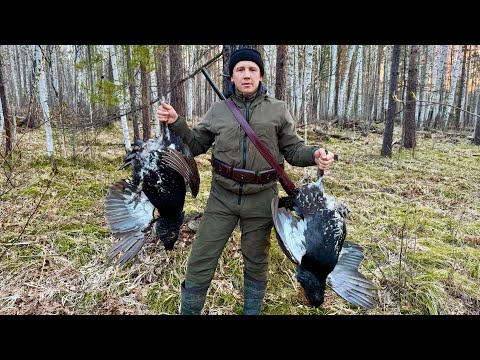 Видео: ОХОТА НА ГЛУХАРИНОМ ТОКУ В СИБИРИ. ПРОВЕРКА ПРИВАДЫ.