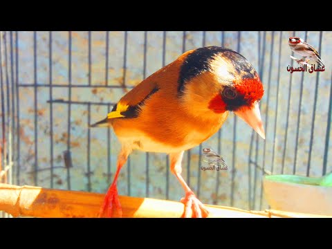 Видео: Песня самки щегла. Стимулировать самцов петь и спариваться