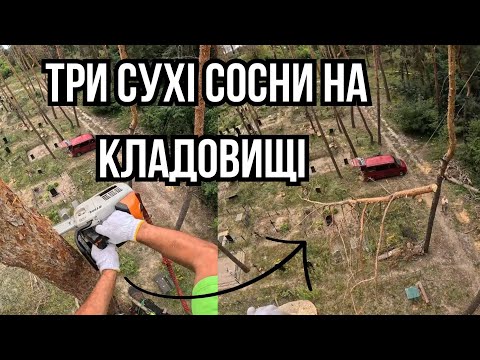 Видео: Сухие сосны на кладбище #tree #arborist #climbing #chainsaw Removing complex trees