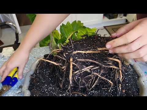 Видео: Що буде з заміокулькасом якщо обрізати все коріння