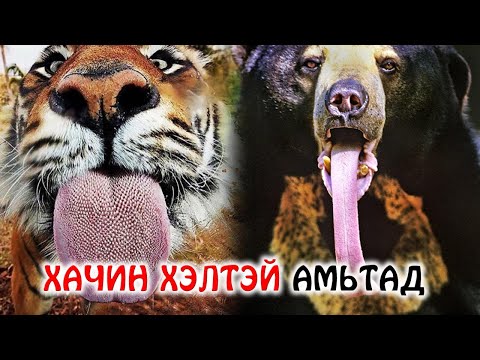 Видео: Хамгийн аюултай, хачин хэлтэй амьтад 👅