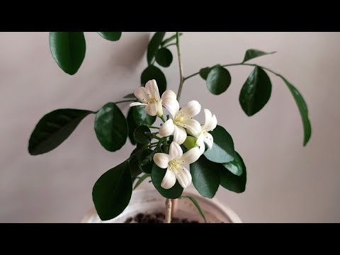 Видео: Мурайя (муррайя) или комнатная мурка - цветение в домашних условиях