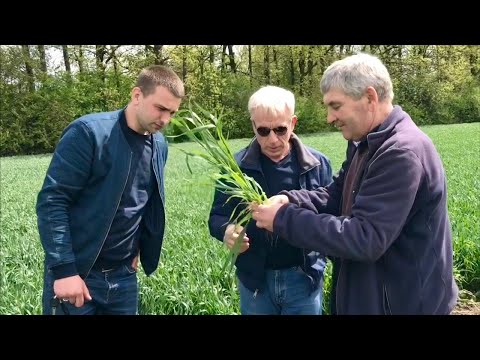 Видео: Какие должны быть первые шаги | No-till и практика Владимира Вакуляка | часть 2