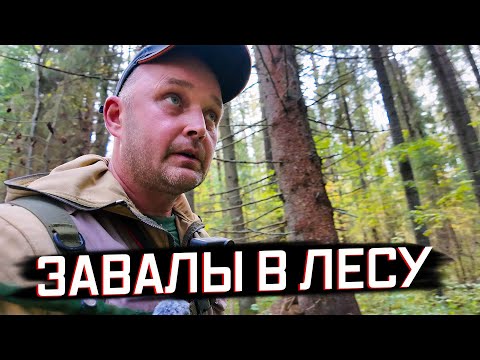 Видео: ОЧИЩАЮ ЛЕСНЫЕ ТРОПЫ К РЕКЕ | Бобры перегородили путь
